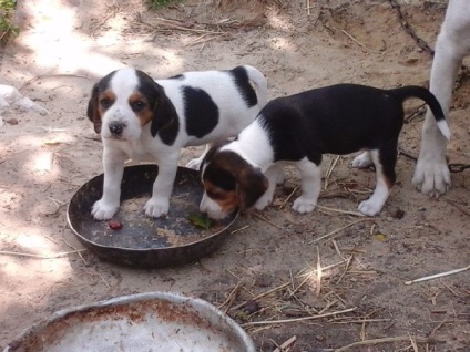 Future vadászok - észt hound kiskutyák