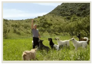 Caesar Milánó (Milan) Cesar Millan