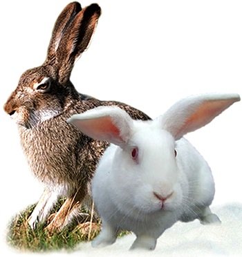 Ce iepuri diferă de iepurii - fapte și iepuri - iepuri de reproducere - articole despre iepuri