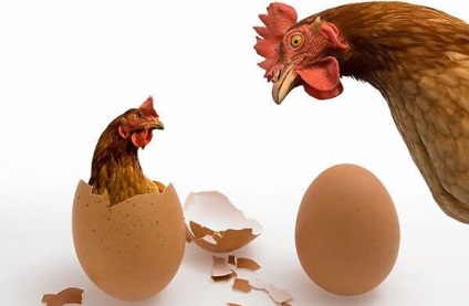 Ce trebuie să faceți în cazul în care puii consumă ouă pentru a le rupe prin schimbarea alimentelor
