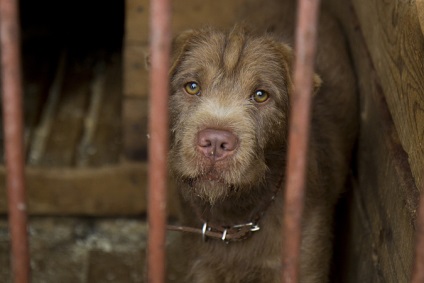 Ce trebuie să faceți în cazul în care vecinul își bate joc de animalul său de companie