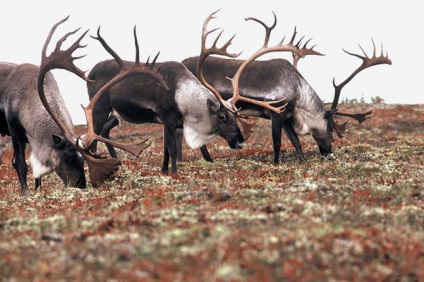 Mi mögött botrány natura sibirica és rénszarvas Pant, buro 24