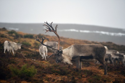 Ceea ce se află în spatele scandalului cu natura siberică și coarnele de cerb, buro 24