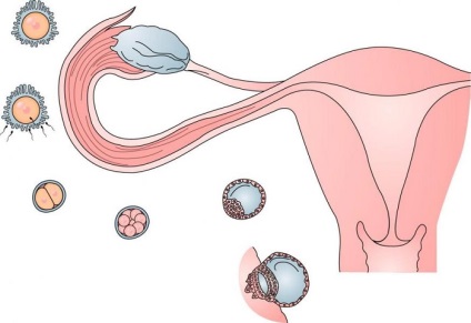 Mi a női ovuláció