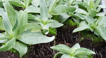 Flori lisianthus reproducere, plantare, crestere si ingrijire