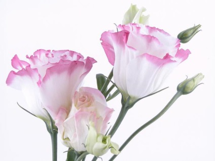 Lisianthus virágok tenyésztés, ültetés, termesztés és karbantartás (telepítési) Lisianthus virágok tenyésztés, ültetés, termesztés és karbantartás