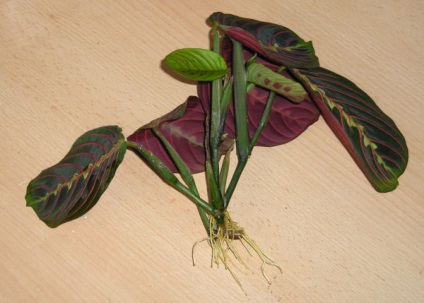 Floarea îngrijirii arborescente în casă