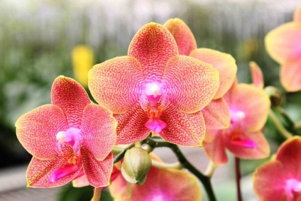 Înflorire înfloritoare - phalaenopsis - inspirație