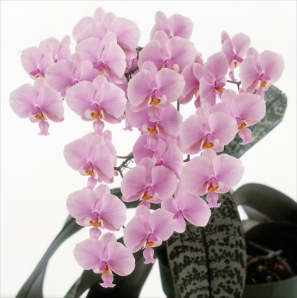 Înflorire înfloritoare - phalaenopsis - inspirație