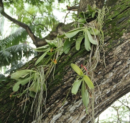 Înflorire înfloritoare - phalaenopsis - inspirație