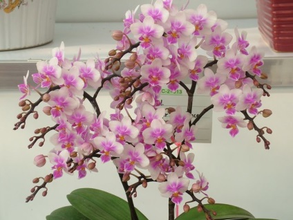 Înflorire înfloritoare - phalaenopsis - inspirație