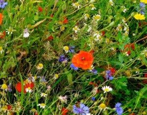 Înflorirea gazonului maur - plantarea și îngrijirea dumneavoastră