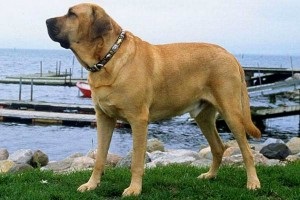 Danez brocholmer - câinele regal al Danemarcei, toate informațiile despre rasă (fotografie, video, descriere)