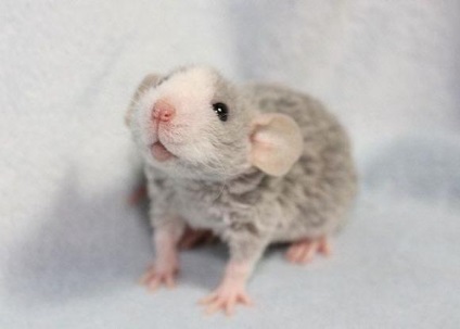 Dekoratív patkány Dumbo aranyos kis barátja
