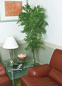 Marijuana decorativă de la noile plante de imagine
