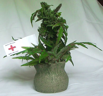 Marijuana decorativă de la noile plante de imagine