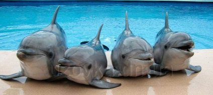 Dolphinarium în Donetsk - dolphinarium nemo - cost, sesiuni, fotografii, descriere - portal de internet