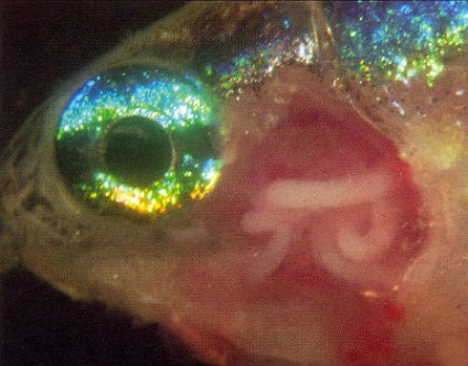 Dermocystidioza în pește de acvariu, portal de acvariu