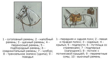 Pentru începători - un dicționar de termeni ecvestre - plimbări cu cai - ooo luminos - centru de recreere, Izhevsk,