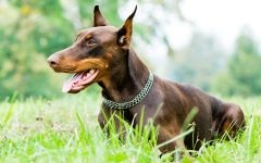 Doberman, ochii proprietarului, agresivitate Doberman, calități de protecție și de pază