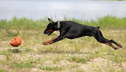 Doberman, ochii proprietarului, agresivitate Doberman, calități de protecție și de pază