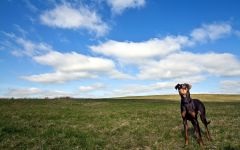 Doberman, ochii proprietarului, agresivitate Doberman, calități de protecție și de pază