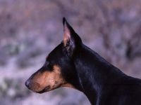 Doberman, ochii proprietarului, agresivitate Doberman, calități de protecție și de pază