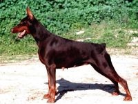 Doberman, ochii proprietarului, agresivitate Doberman, calități de protecție și de pază