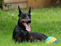 Doberman, ochii proprietarului, agresivitate Doberman, calități de protecție și de pază