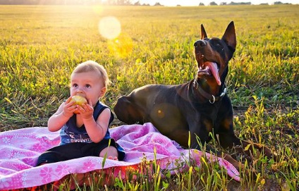 Doberman, ochii proprietarului, agresivitate Doberman, calități de protecție și de pază