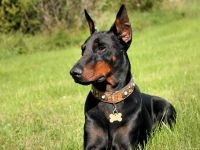 Doberman, ochii proprietarului, agresivitate Doberman, calități de protecție și de pază