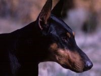 Doberman, ochii proprietarului, agresivitate Doberman, calități de protecție și de pază