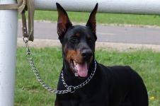 Doberman, ochii proprietarului, agresivitate Doberman, calități de protecție și de pază