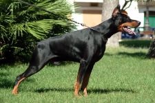 Doberman, ochii proprietarului, agresivitate Doberman, calități de protecție și de pază