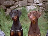 Doberman, ochii proprietarului, agresivitate Doberman, calități de protecție și de pază