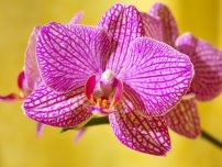 Iluminația orhideelor ​​în întrebări și răspunsuri, flori în casă (gospodărie)