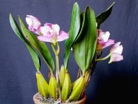 Iluminația orhideelor ​​în întrebări și răspunsuri, flori în casă (gospodărie)