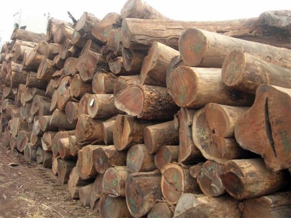 Wood Wenge (Előnyök) wenge