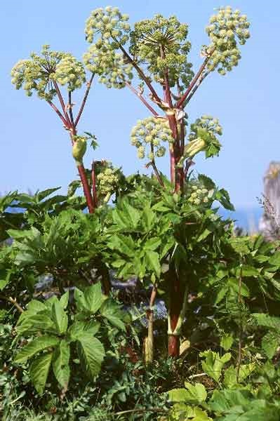 Angelica officinalis