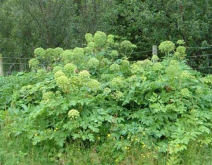Angelica officinalis