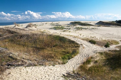 Dune efa, călător