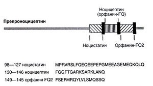 Opioide endogene