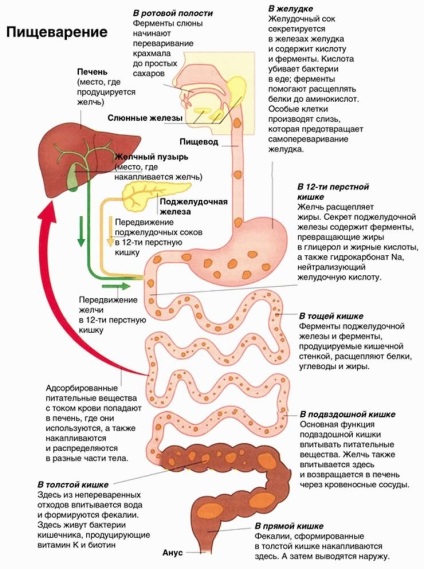 Enterita - simptome și tratamentul intestinului