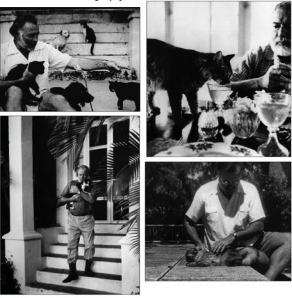 Ernest Hemingway és a macskák (macska) Ernest Hemingway és a macskák