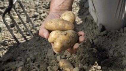 Dacă visezi să săturați cartofi - ceea ce înseamnă să săpați cartofii într-un vis