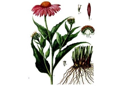 Echinacea - sfaturi pentru îngrijire