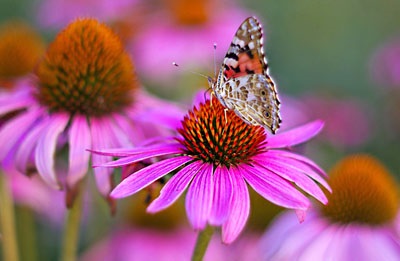 Echinacea - tippeket ellátás