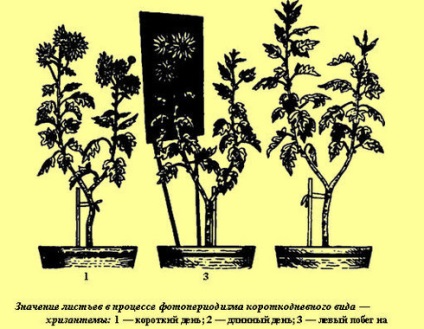 Fotoperiodul plantelor