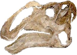 Hadrosaur, динозавър, hadrosaur динозавър, ерата на динозаврите, всички динозаври