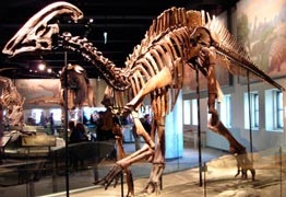 Gadrosaurul este un dinozaur erbivor